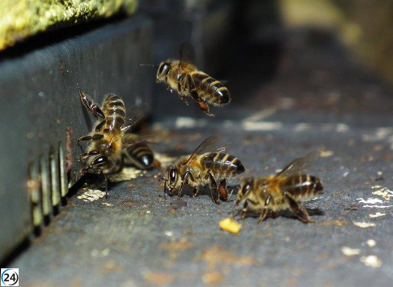 Investigadora de la UMU aborda la alarmante desaparición de numerosas especies de abejas en Europa.