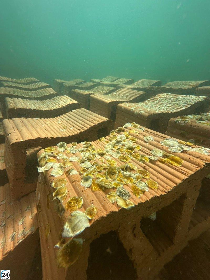 Establecen primer arrecife de ostras nativas en el Mar Menor para su restauración.
