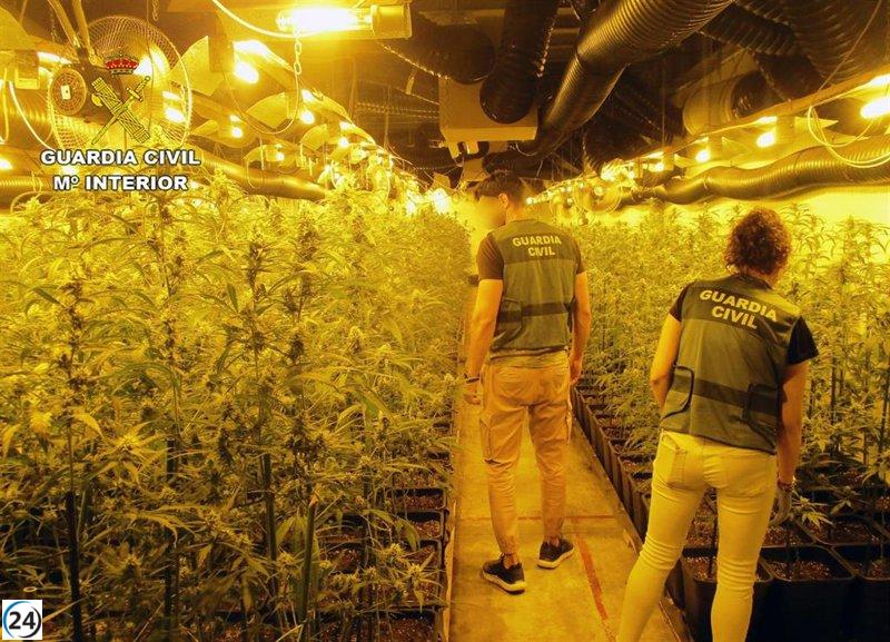 Detienen a individuo con 2.000 plantas de cannabis en nave industrial de San Javier.