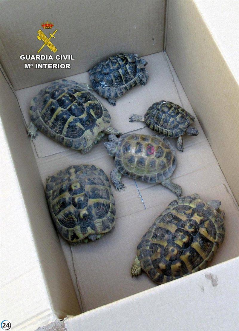 Vecino de Molina de Segura en el punto de mira por poseer 6 tortugas protegidas en su propiedad.