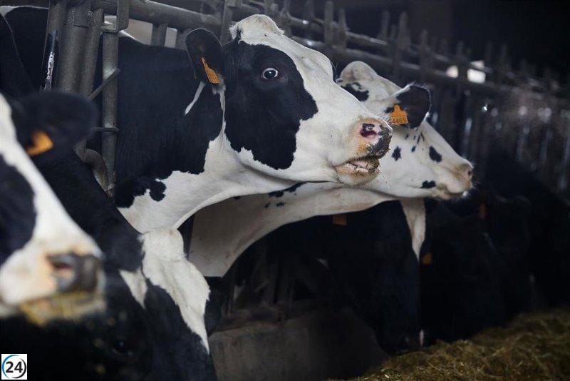 Murcia implementa acciones contra la propagación de la Dermatosis Nodular Contagiosa.