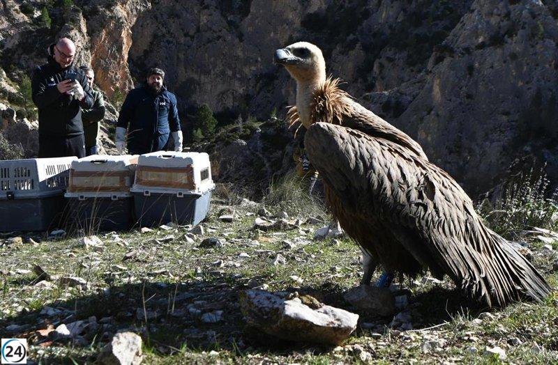 Récord histórico de parejas de buitres leonados en la Región.