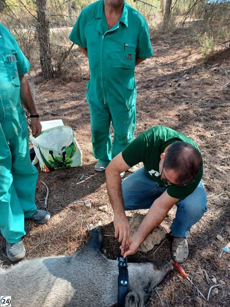 La Región de Murcia intensifica el control de jabalíes con apoyo del IREC.