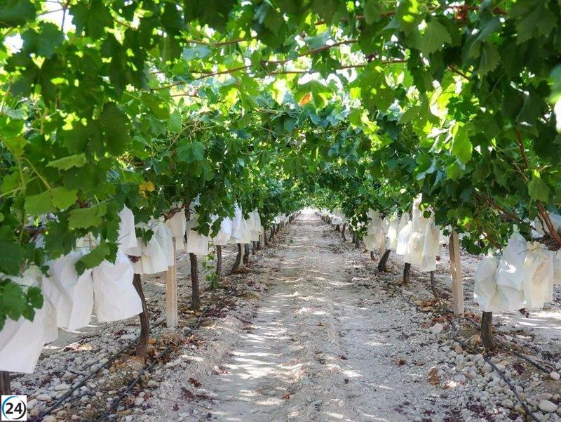 ASAJA Murcia critica fuertemente el pacto UE-Mercosur por ser perjudicial y errado.