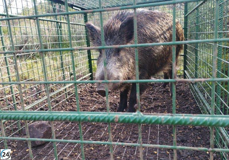 Iniciativas para controlar la población de jabalíes en áreas urbanas.