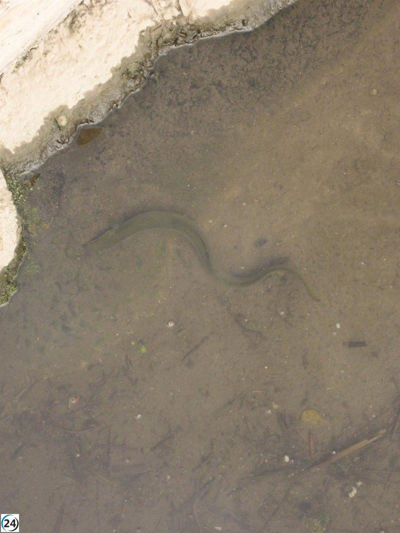Murcia se opone a la declaración de la anguila como especie en peligro.