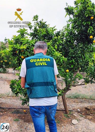 Estudian a 2 personas por el cultivo en Lorca (Murcia) de una pluralidad de mandarina cuidada por patente