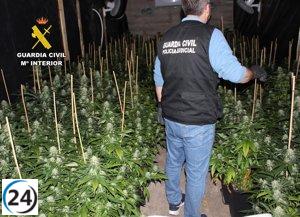 Desarticulado en Fuente Álamo (Murcia) cultivo ilegal de marihuana con medio millón de plantas.