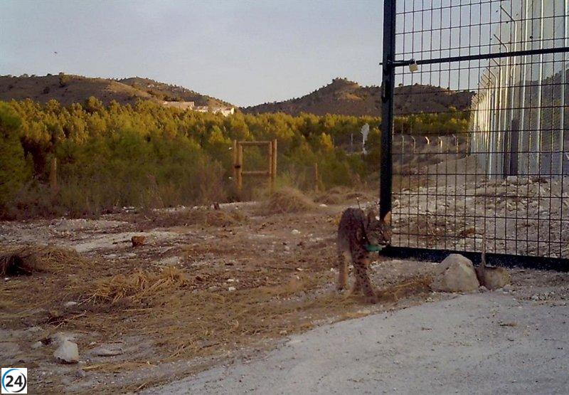 Dos linces ibéricos liberados tras adaptación a su hábitat.