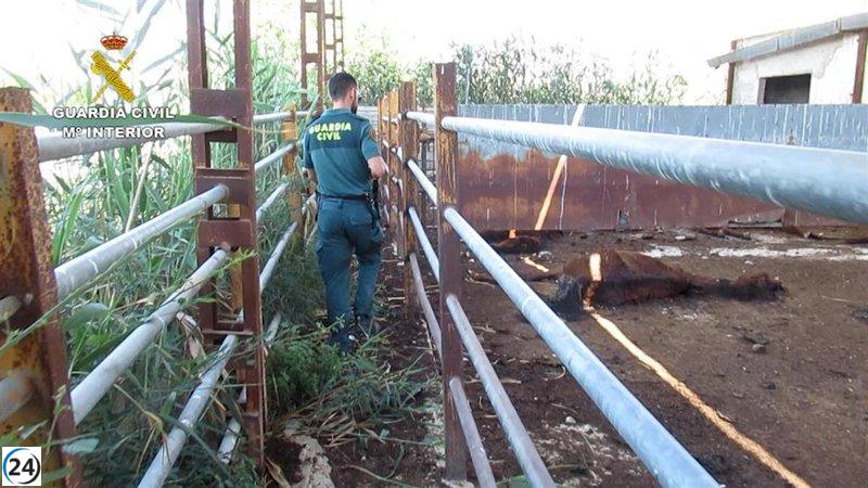 Titular: Granjero de Murcia bajo investigación por maltrato animal por la Guardia Civil.