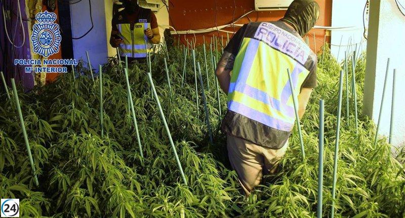 Cuatro detenidos por cultivo ilegal de marihuana en Cartagena.
