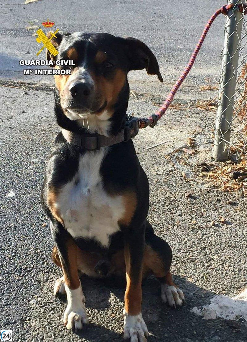 Guardia Civil investiga a vecino de Murcia por la muerte a tiros de un perro.