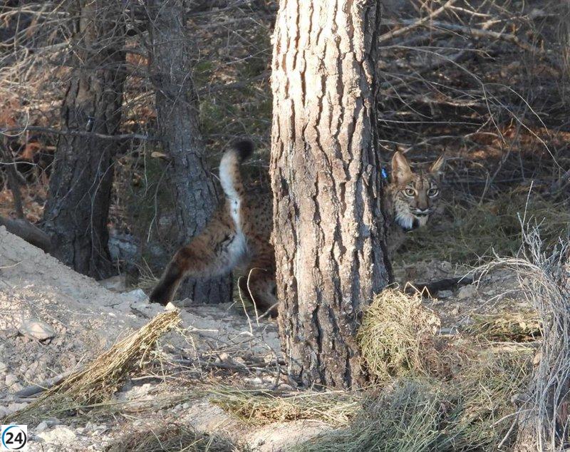 Lince 'Tiko' murió por intoxicación de plásticos según necropsia.