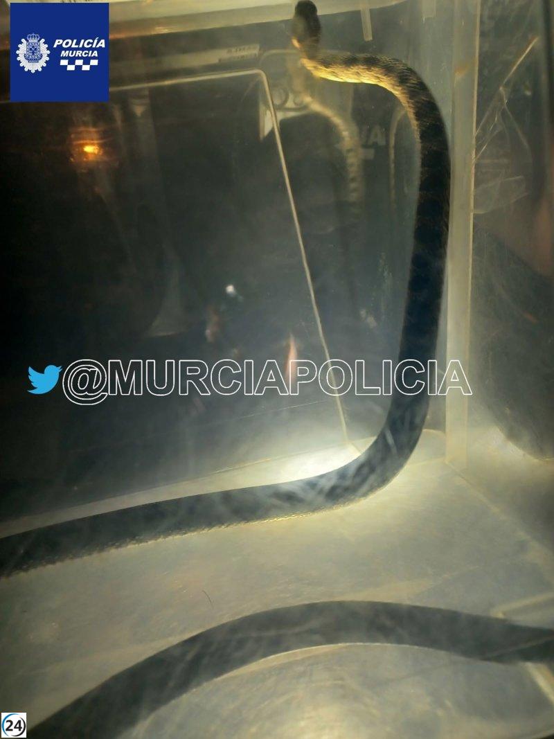 La Policía Local de Murcia salva serpiente de casa en La Alberca.
