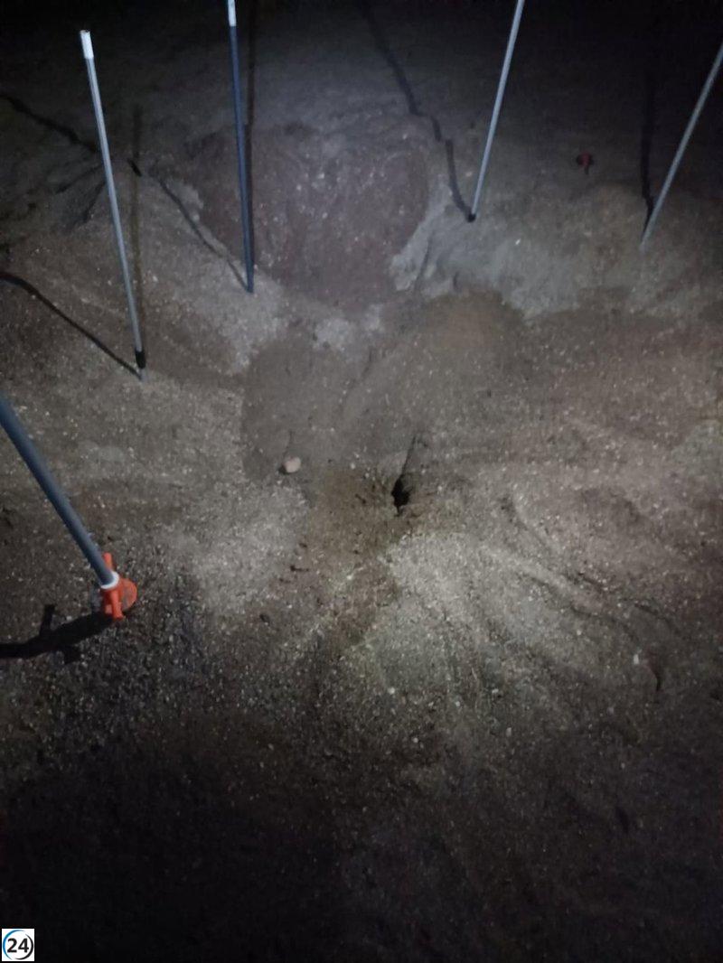 Fracasa tortuga marina en su intento de anidar en playa de Águilas