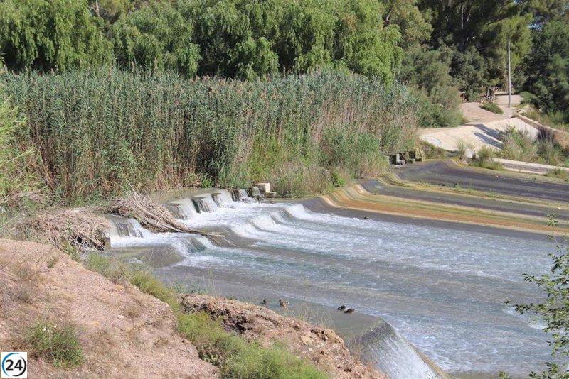 Comienza la restauración del bosque de ribera del río Segura en la zona de Contraparada a Ceutí, anuncia la CHS.