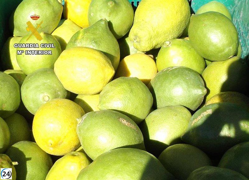 Desmantelan banda de robacítricos en Río Mula