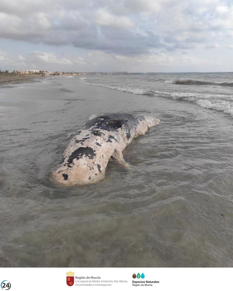 Hallado cadáver de cachalote en playa de San Pedro del Pinatar (Murcia)