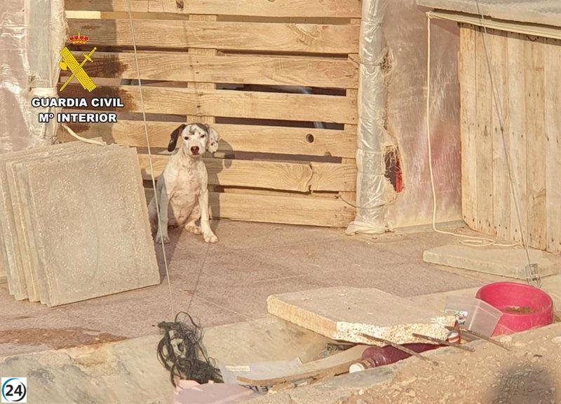 Mazarrón (Murcia): Vecina investigada por maltrato animal tras hallar perros sin vida.