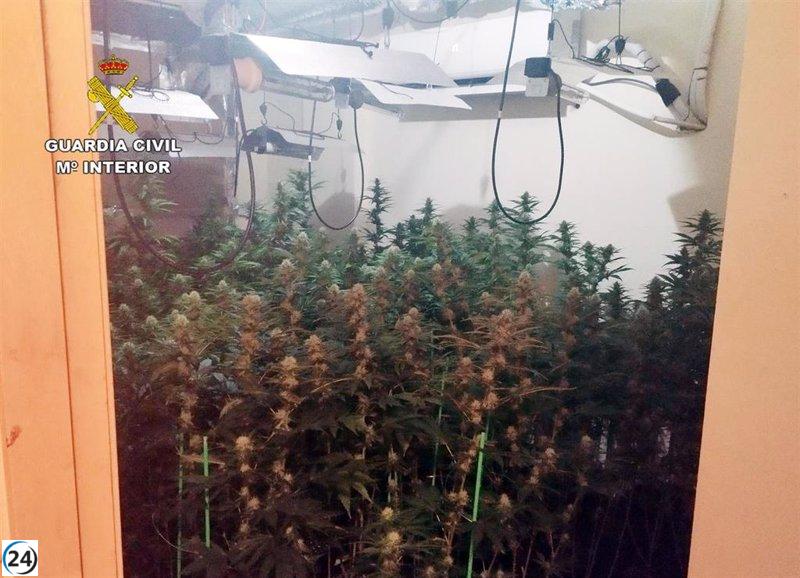 Incautan 400 plantas de marihuana en un apartamento de Santomera
