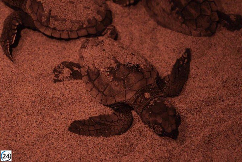 Múltiples crías de tortuga boba nacen en Calblanque y El Valle