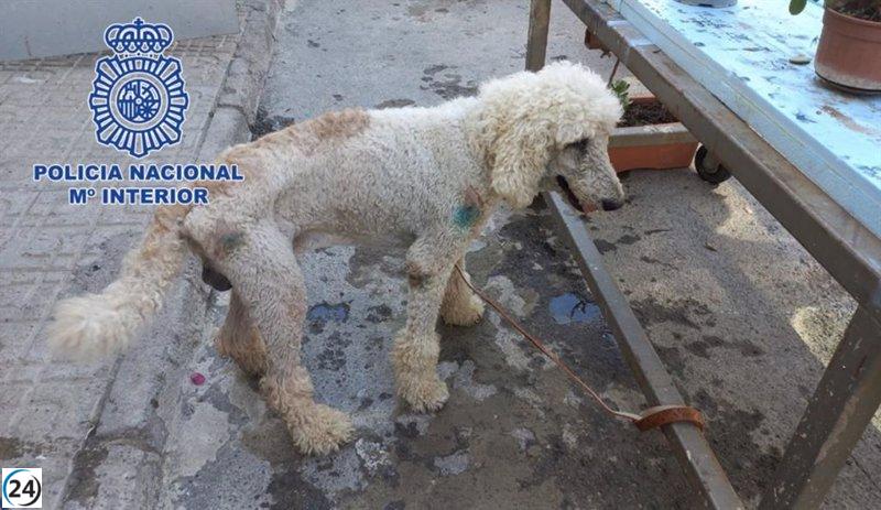 Cachorro de caniche sustraído en Murcia recuperado en El Ejido (Almería)