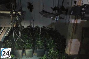Descubierta plantación de marihuana luego de incendio por Policía Local de Cartagena