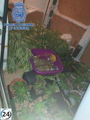 Atrapados en flagrante: Detenidos por trasladar plantas de marihuana de una casa a un coche en Molina