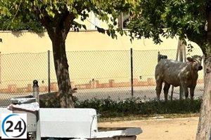 Fuerzas de seguridad recuperan un ternero escapado en La Palma