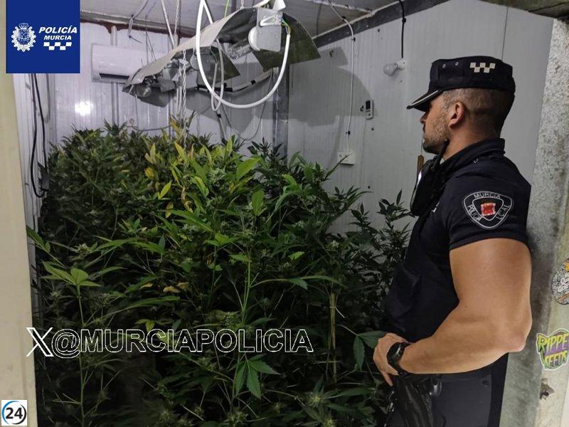 Arrestado por supuesta siembra de 577 plantas de cannabis en Puebla de Soto, Murcia.