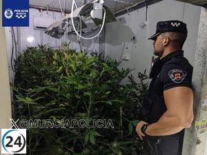 Arrestado por supuesta siembra de 577 plantas de cannabis en Puebla de Soto, Murcia.