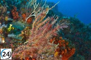 Las olas de calor marinas ponen en peligro la existencia de coral esencial para el Mediterráneo