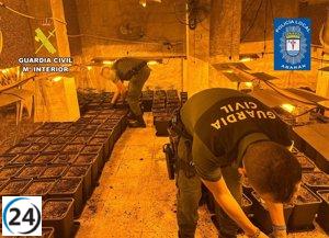 Desarticulan en Abarán (Murcia) un invernadero clandestino con más de 500 plantas de cannabis.