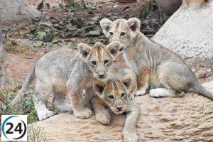 Gran júbilo en Terra Natura Murcia por el nacimiento de tres leones africanos