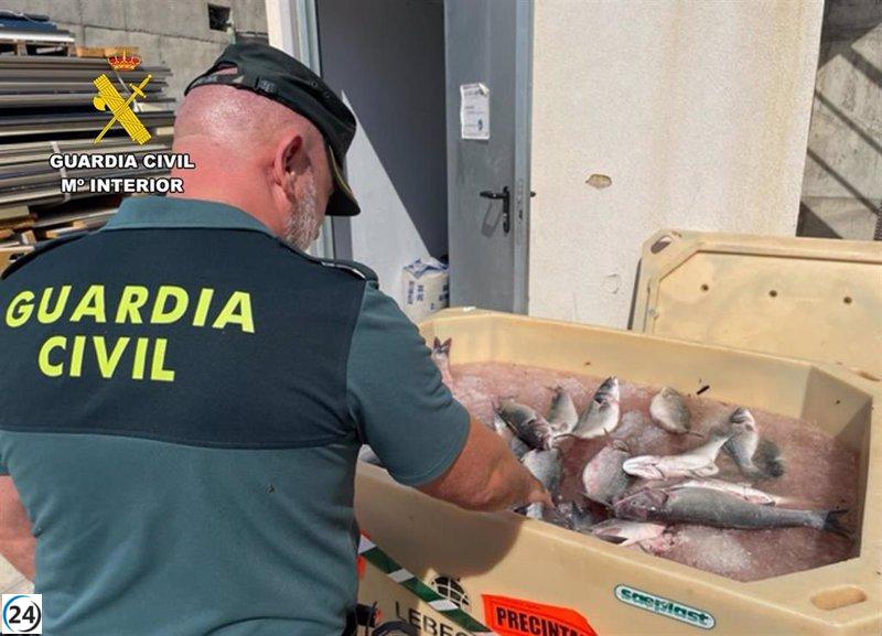 Arrestados los dos acusados de robar lubinas en una piscifactoría en Águilas (Murcia), según informa la Guardia Civil.