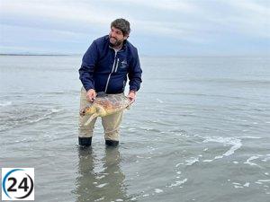 La Región de Murcia lidera en firme la proliferación de tortugas con 52 crías en 2021.