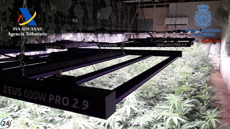 Mujer detenida en Murcia con casi 160 plantas de marihuana en un local abandonado.