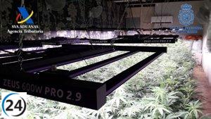 Mujer detenida en Murcia con casi 160 plantas de marihuana en un local abandonado.