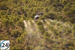 El Gobierno regional comienza la ofensiva aérea contra la peligrosa procesionaria del pino en vastas extensiones de tierra.