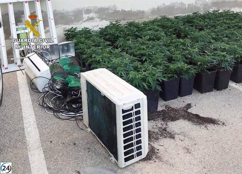 Mujer arrestada en Mula (Murcia) por cultivo ilegal de 141 plantas de cannabis en su hogar.