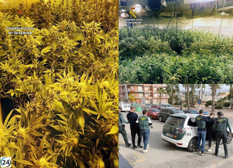 La Guardia Civil encuentra un gran invernadero de 850 plantas de marihuana en un dúplex de Mazarrón (Murcia)