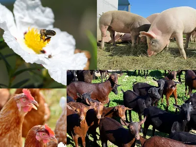 La ganadería murciana, un sector en pleno auge