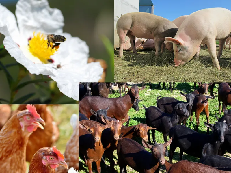 La ganadería murciana, un sector en pleno auge